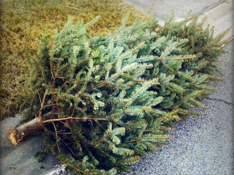 Christmas Tree for Pickup.jpg